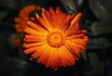 call drop rates analysis