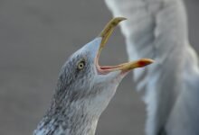 call drop regional analysis