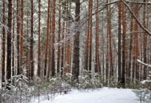 dropped calls in areas