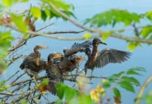 silent calls callback ratio